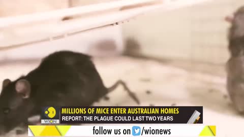 Gravitas: Mouse plague in Australia