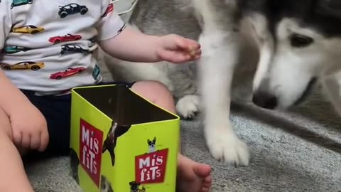 The Full 4 Year Story Of My Husky & Baby Becoming Best Friends!! [WITH MUSIC!]