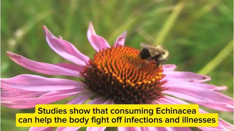 3 Facts About Echinacea