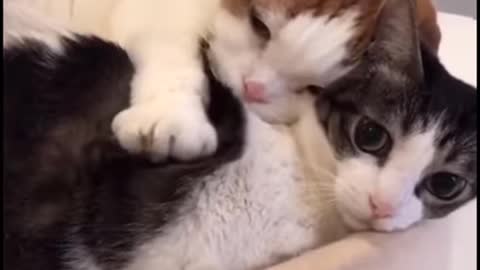 Adorable Kittens Cuddling