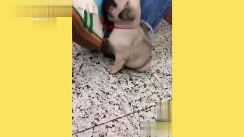 french bulldog dog in acstasy throws a tantrum for not giving up his little house