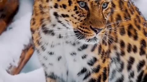 Leopard 🐆 - Nature