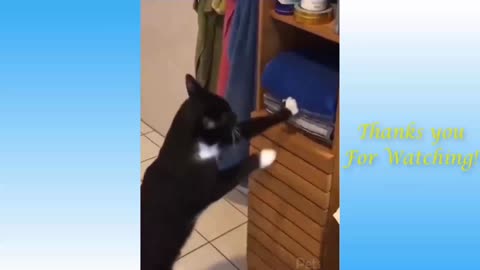The Funniest cat ever