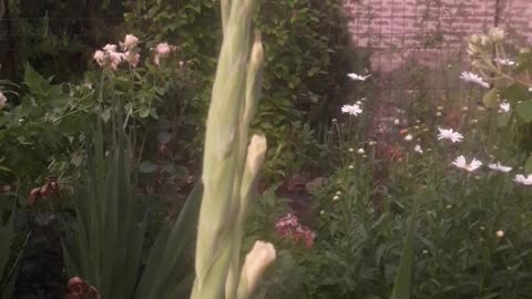 Gladiolus as it is