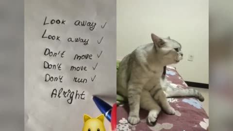 Funny cat talking english