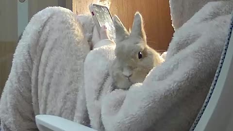 Cute little bunny