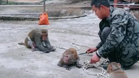 Funny monkey clip videos #Short
