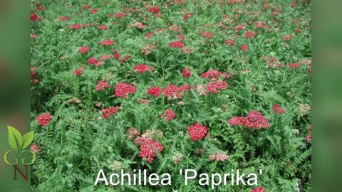 Yarrow Plays Upon The Senses