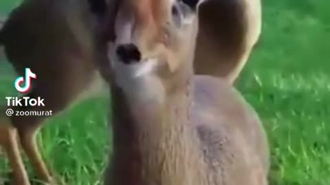Cutee Animals video