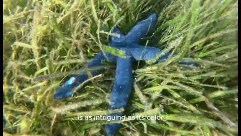 Amazing Sea Life, The Blue Sea Star. The crystal clear water made it perfect for starfish searching!
