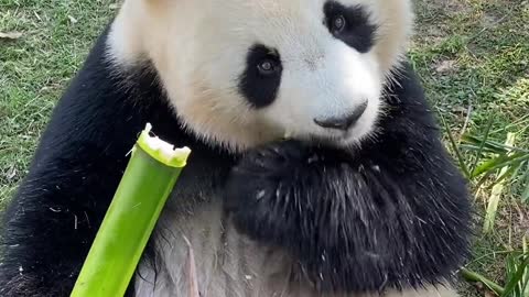 It's rare to see such fresh bamboo, the pandais really excited to eat