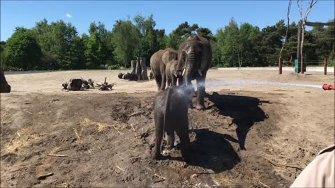 Elephant calf loves to be sprayed with garden hose