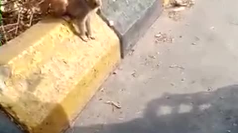 monkey playing on road