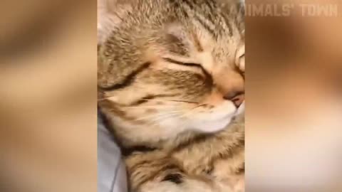 Funniest Cats and Dogs 🐶🐱 _ Funny Animal Videos #35