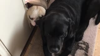 White dog trying to go through dog door but black dog is in the way