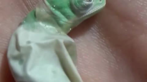 Incredible moment baby chameleon hatches from egg
