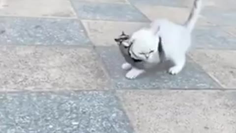 Cute kittens playing with squirrels