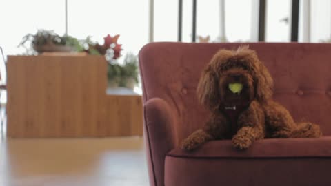 Brown puppy playing with a Ball