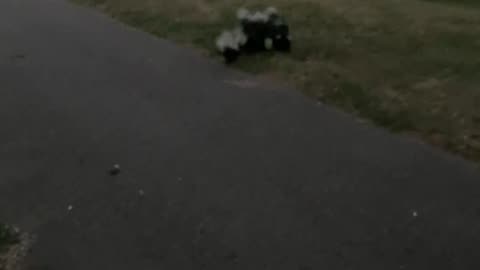 A Skunk Family On The Move