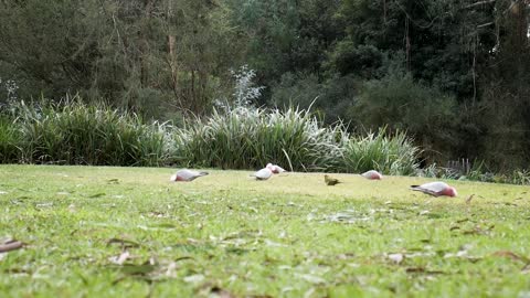 Watch beautiful parrots in the wild