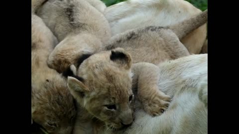 Incredible Footage- Lion Cubs Suckling!