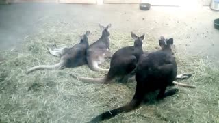 Kangeroos in their indoor home