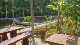 Build a fishing pond and fruit garden in Thailand.