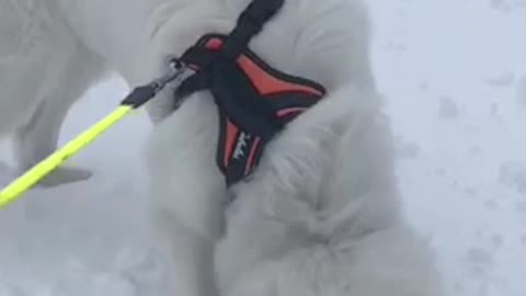 Kola the Great Pyrenees