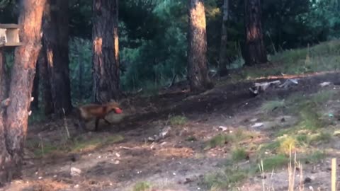 Fox Has Fun with Dog's Toy