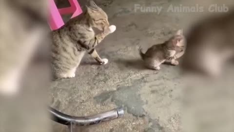 Best Funny Cat Videos That Will Make You Laugh All Day Long