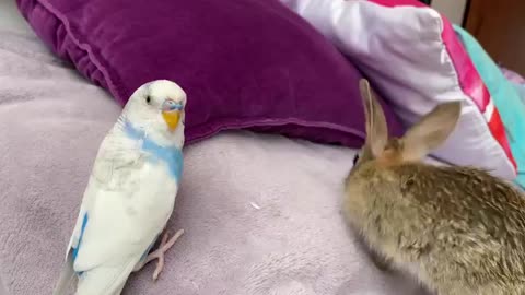 Golden Retriever and Baby Bunnies befriend with Budgie [Cuteness Overload]