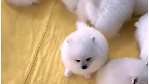 Cute Puppies That Will Make You Happy