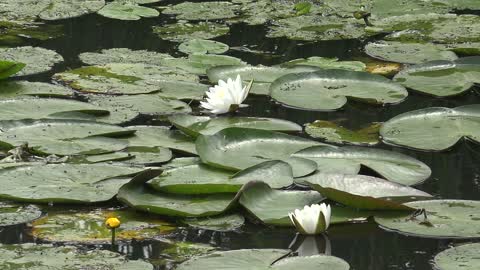 The white hairy water lily lake