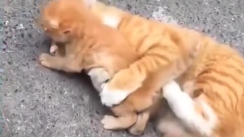 cat protecting its babies