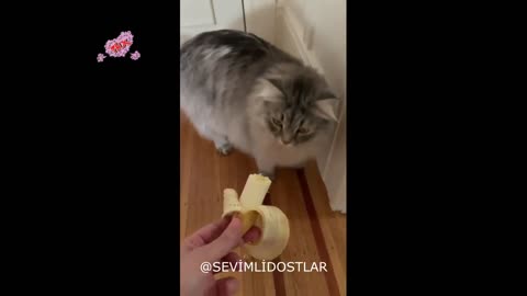 WEIRD CAT VIDEOS - DIFFERENT CAT VİDEOS