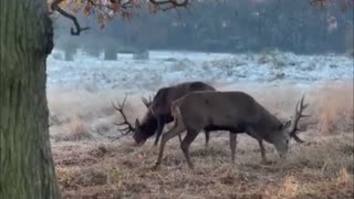 DEER-LIGHTFUL: Heartwarming Photos Of Park Life