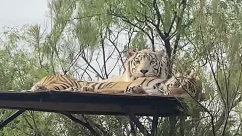 A white tiger and a yellow tiger are resting