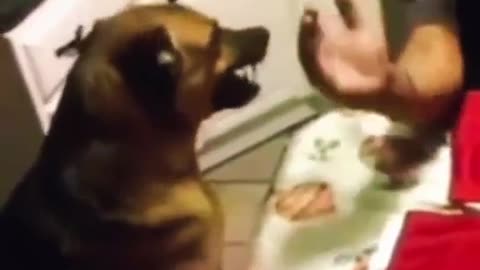 Dog angry with his owner