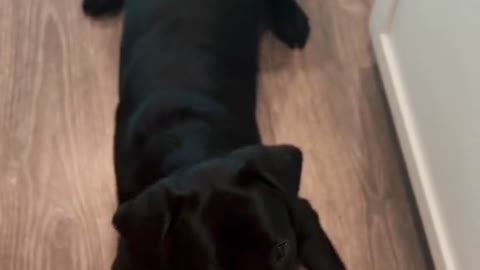 Sully the Lab Learns Rules Before Staying with Grandparents