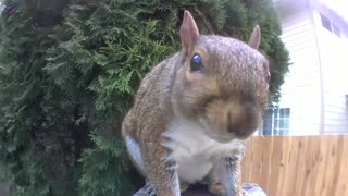 Simple up close and clear video of a squirrel looking at you. Longer video.