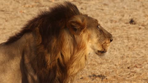 Lion standing on the field