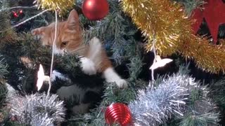 A cat as Christmas tree decoration