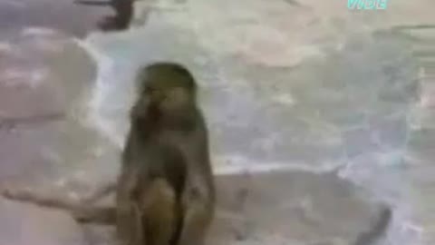 Funny monkey' s video