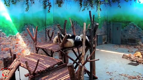 Collection of adorable panda videos shot in the 2023