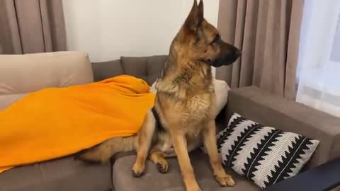 German Shepherd is shocked that he can't find his human owner