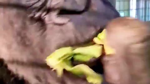 Do you eat the pepper stalk too #gorilla #asmr #mukbang #eating #animals #food