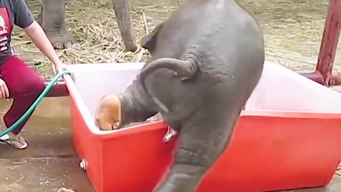 Baby elephant cute acting video