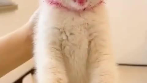 top funny cats videos