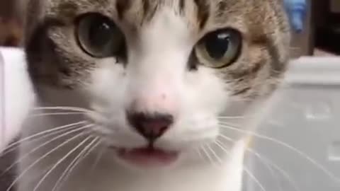 Funny video cats is laughing