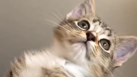 Funny animals video #Funny Cat 😺😺😺